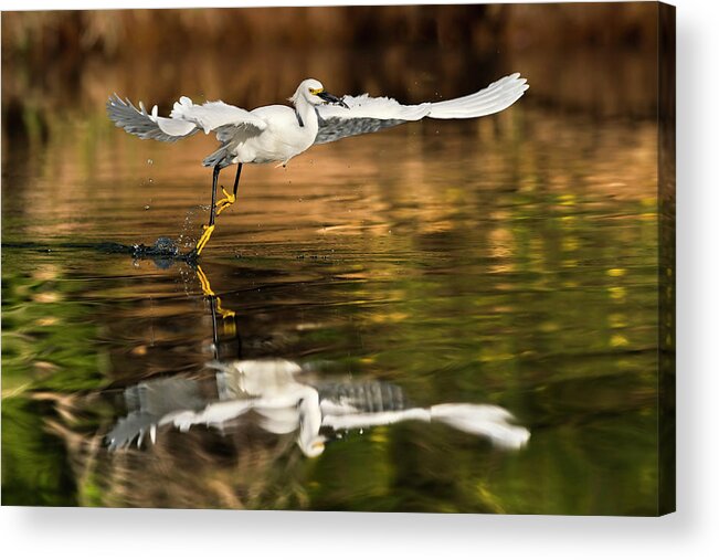 Snowy Egret Acrylic Print featuring the photograph Morning Reflections. by Paul Martin
