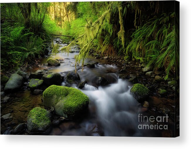 Creek Acrylic Print featuring the photograph Morning Walk In The Creek by Masako Metz
