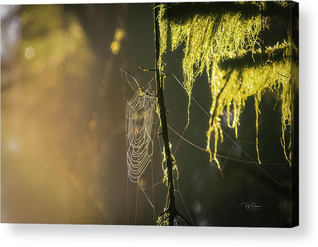 Landscape Acrylic Print featuring the photograph Morning Web by Bill Posner