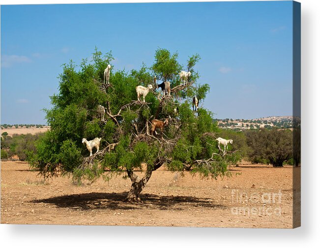 Atlas Acrylic Print featuring the photograph Moroccan Goats In An Argan Tree Argania by Aerostato