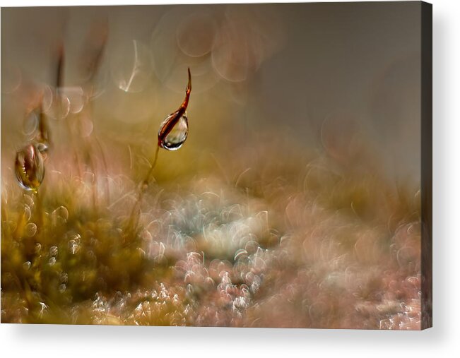 Moss Acrylic Print featuring the photograph Moss World by Nel Talen