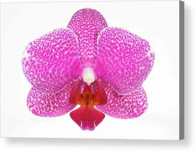 White Background Acrylic Print featuring the photograph Moth Orchid Phalaenopsis Sp., Close Up by Geoff Du Feu