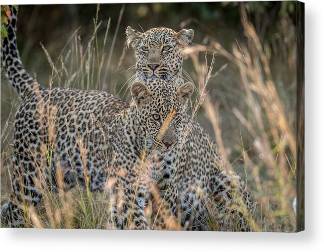 Wildlife Acrylic Print featuring the photograph Mother And Daughter by Jeffrey C. Sink