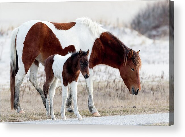 Assateague Island Acrylic Print featuring the photograph Mother and daughter by Ken Fullerton