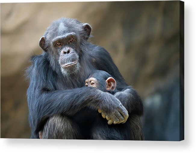 Animal Acrylic Print featuring the photograph Mother Cuddling Baby Chimp by Eric Lowenbach