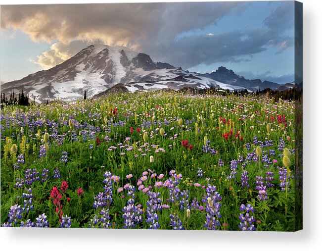 Tranquility Acrylic Print featuring the photograph Mount Rainier by Justin Reznick Photography