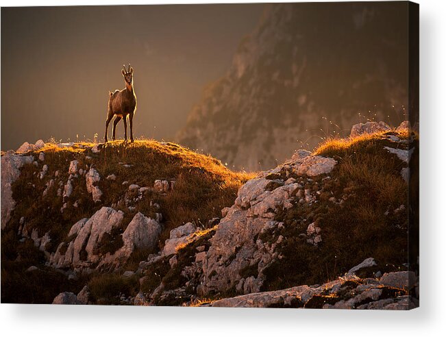 Wildlife Acrylic Print featuring the photograph Mountain Goat by Ales Krivec