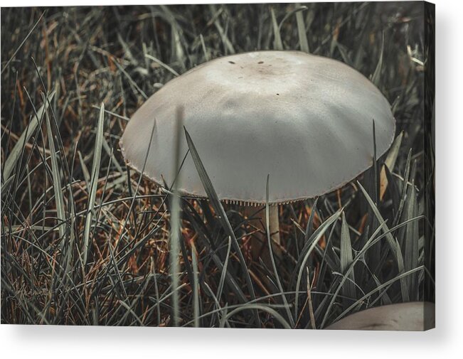 Fungus Acrylic Print featuring the photograph Mushroom 1 by Anamar Pictures