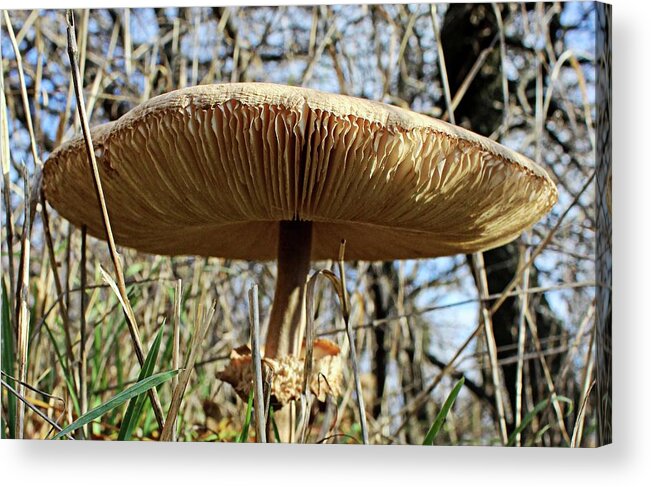 Mushroom Acrylic Print featuring the photograph Mushroom macro by Martin Smith