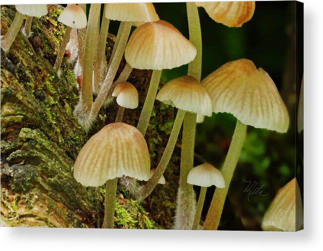 Macro Photography Acrylic Print featuring the photograph Mushrooms by Meta Gatschenberger