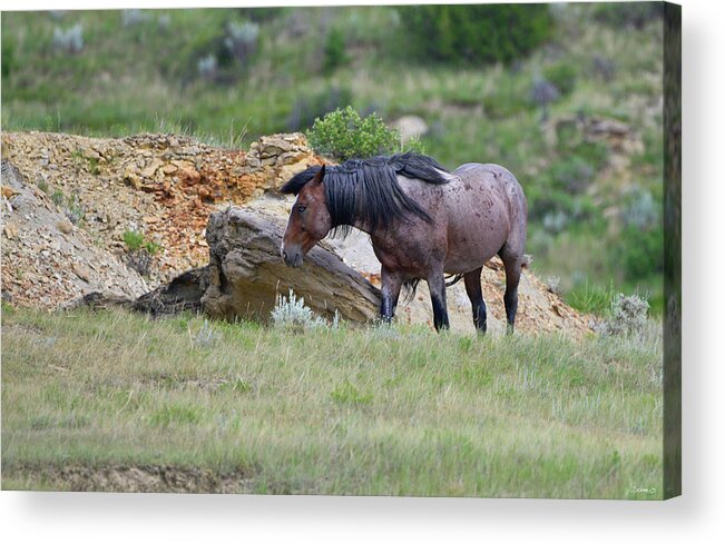 Mustangs Of The Badlands-1760 Acrylic Print featuring the photograph Mustangs Of The Badlands-1760 by Gordon Semmens
