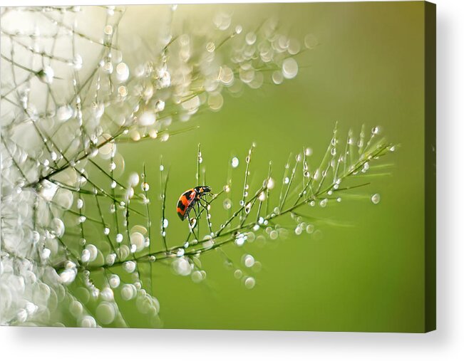 Ladybug Acrylic Print featuring the photograph [my Way] by Latif Prihatmoko