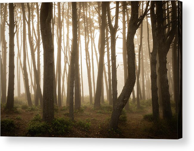 Forestry Acrylic Print featuring the photograph Sunrise Forest by Scott Slone