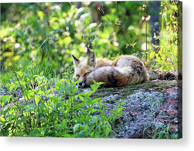 Fox Acrylic Print featuring the photograph Nap Time For Red Fox I by Debbie Oppermann