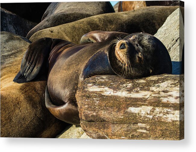 Wildlife Acrylic Print featuring the photograph Nap time by Michelle Pennell