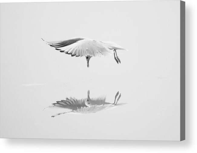 Gull Acrylic Print featuring the photograph Narcissus by Adnan Mahmutovic