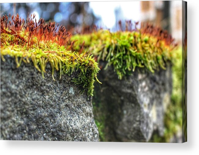 Moss Acrylic Print featuring the photograph Nascent by Christopher Lotito