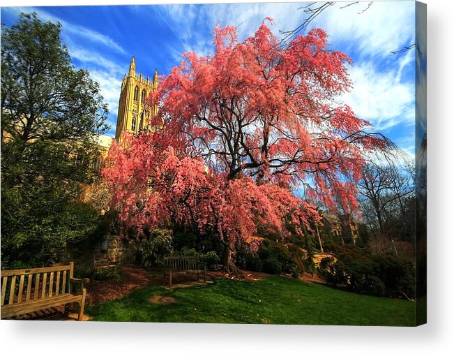 Tranquility Acrylic Print featuring the photograph National Cathedral Blossoms by L. Toshio Kishiyama