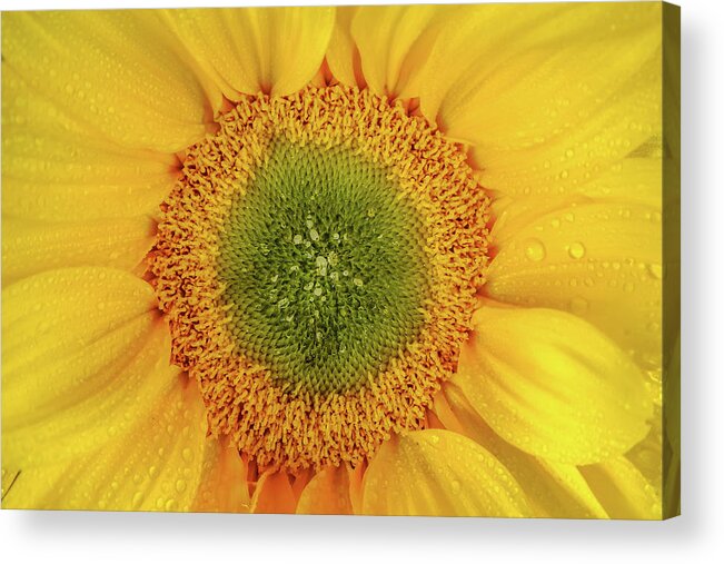 Flower Art Acrylic Print featuring the photograph Nature's Sunshine by Az Jackson