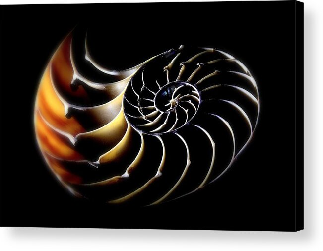 Animal Shell Acrylic Print featuring the photograph Nautilus Shell by R schuetz