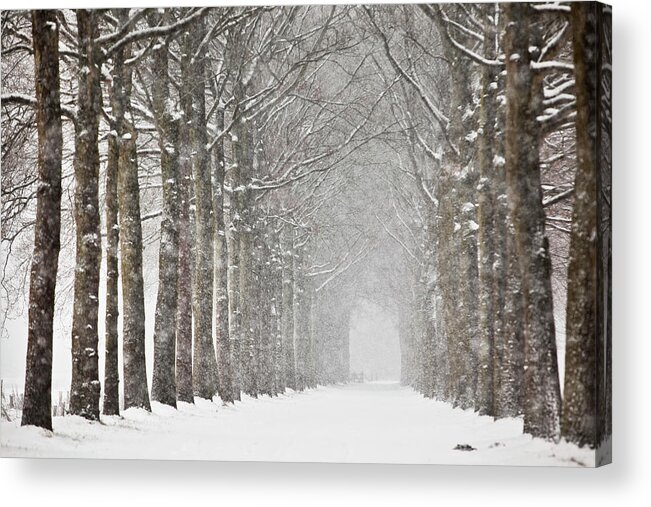 North Holland Acrylic Print featuring the photograph Netherlands, Beech Trees In Snow Storm by Frans Lemmens