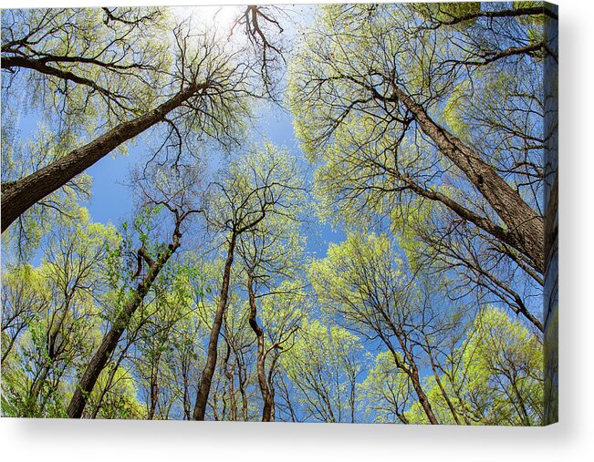 Spring Acrylic Print featuring the photograph New Leaves by Todd Klassy