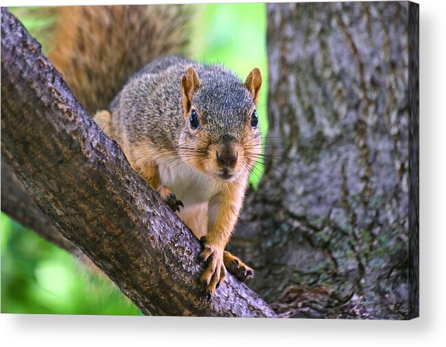Fox Squirrel Acrylic Print featuring the photograph Nice Fingers Mr. Squirrel by Don Northup