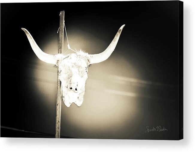 Cow Skull Photo Acrylic Print featuring the photograph No Parking by Sandra Dalton