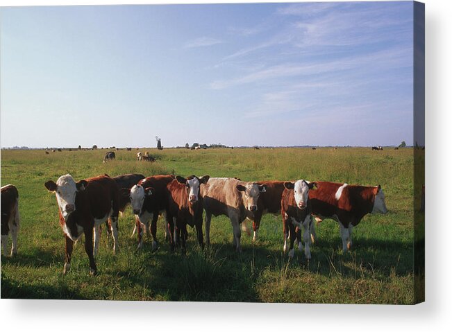 Cow Acrylic Print featuring the photograph Norfolk Cows by Epics