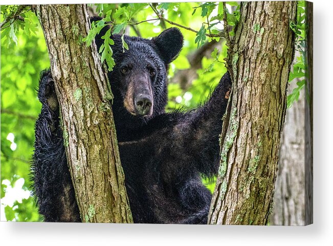 American Black Bear Acrylic Print featuring the photograph Not All Bears Are Created Equal by Marcy Wielfaert