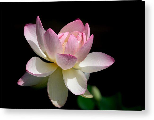 Lotus Acrylic Print featuring the photograph Not Your Average Waterlily by Linda Bonaccorsi