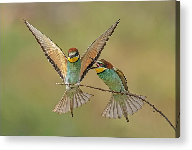 #avian Acrylic Print featuring the photograph Now What by Avi Hirschfield