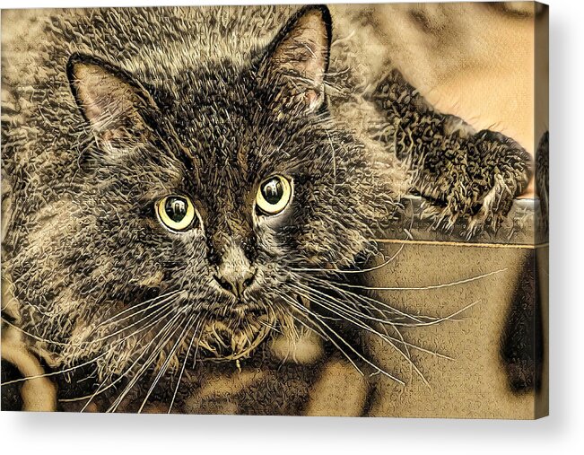 Kitten Acrylic Print featuring the digital art Oh What Big Eyes You have by Don Northup