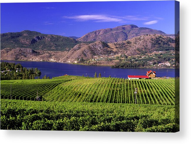 Scenics Acrylic Print featuring the photograph Okanagan Valley Vineyard by Laughingmango
