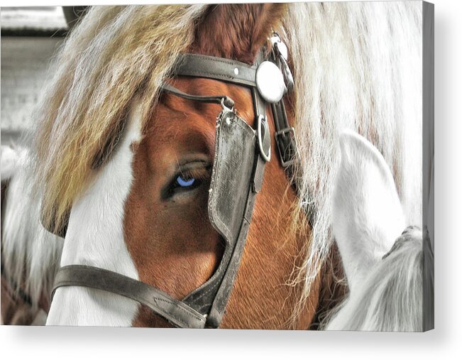Blinkers Acrylic Print featuring the photograph Old Blue Eyes Savannah by Dressage Design