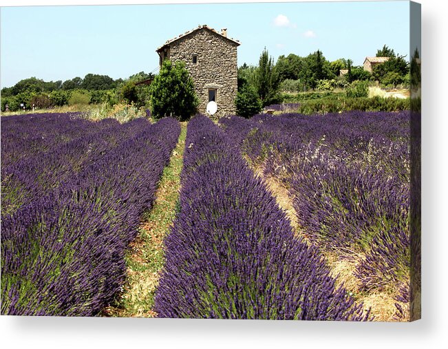 Purple Acrylic Print featuring the photograph Old Farmhouse In Provence With Lavender by Choja