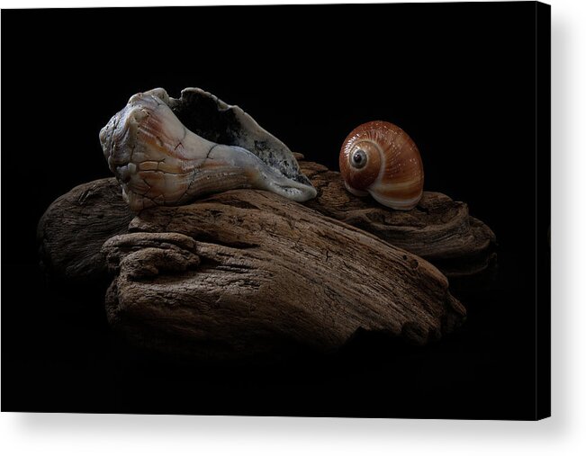 Shells Acrylic Print featuring the photograph Old Lightning Whelk and Snail Shells by Richard Rizzo