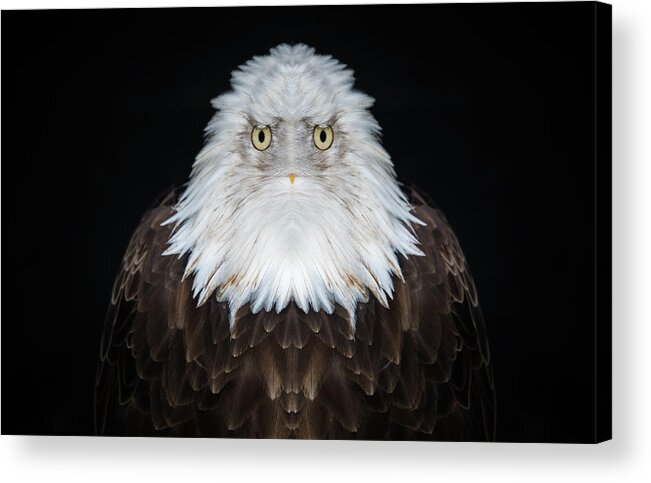 Bald Eagle Acrylic Print featuring the digital art Old Man Eagle by Pelo Blanco Photo