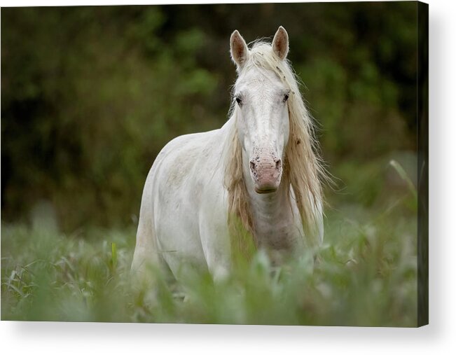 Wild Horse Acrylic Print featuring the photograph Ombre by Holly Ross