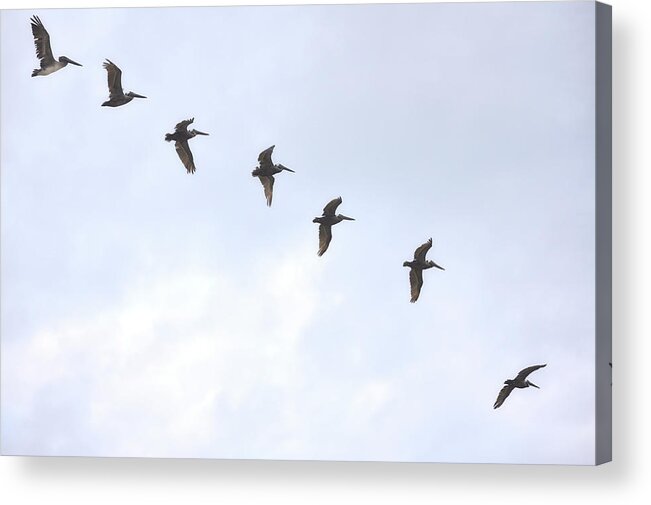 Aggressively Acrylic Print featuring the photograph On A Mission by JAMART Photography