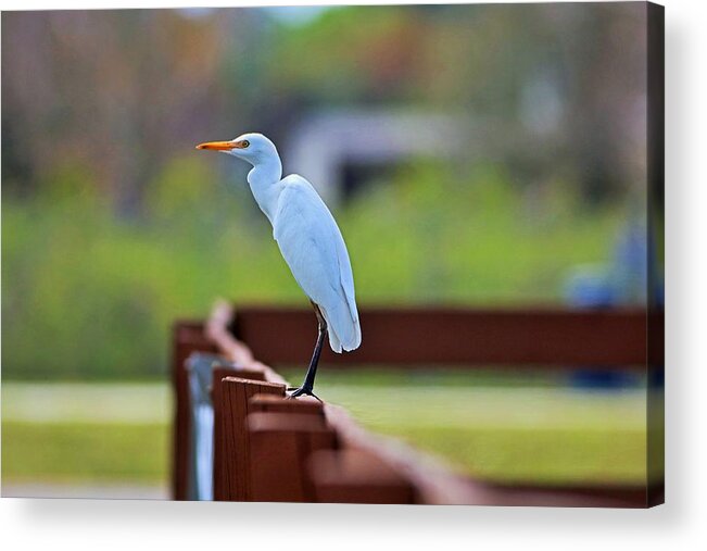 Cattle Egret Acrylic Print featuring the photograph On the Rails by Michiale Schneider