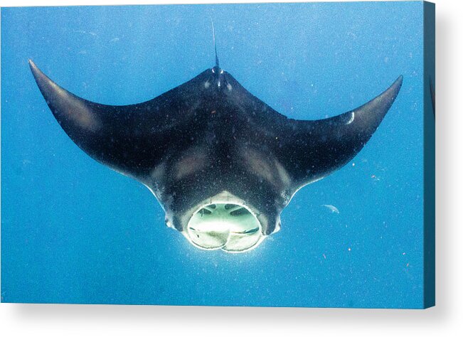 Ocean Acrylic Print featuring the photograph Open Wide by Lynne Browne