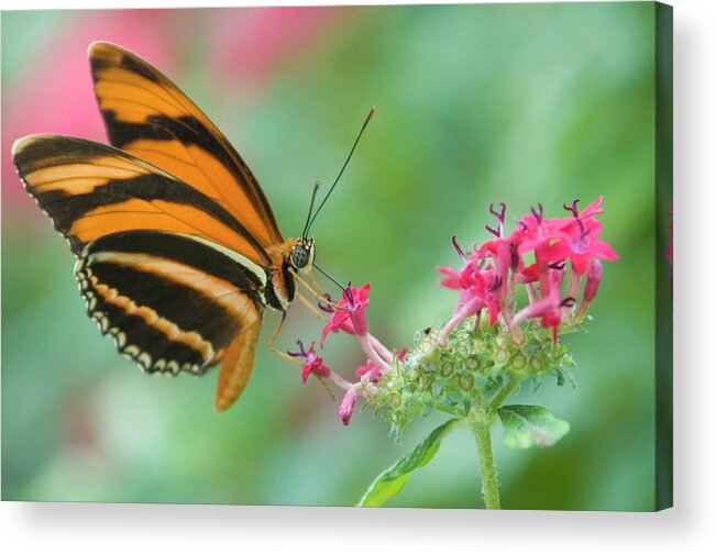 Natural Pattern Acrylic Print featuring the photograph Orange Butterfly Feeding On Pink Flowers by By Ken Ilio