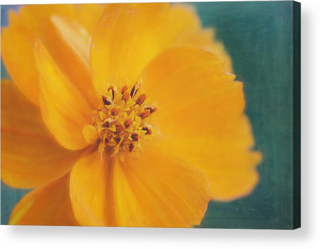 Cosmos Acrylic Print featuring the photograph Orange Cosmos by Cindi Ressler