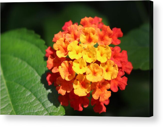 Flower Acrylic Print featuring the photograph Orange Lantana by Christopher Lotito