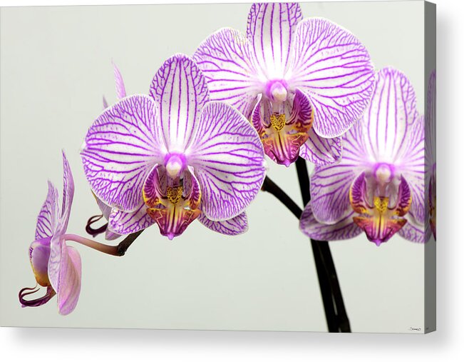 Orchid-2017-33 Acrylic Print featuring the photograph Orchid-2017-33 by Gordon Semmens