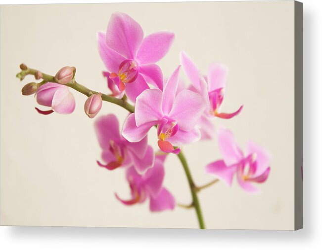 Cut Out Acrylic Print featuring the photograph Orchid by Ejla