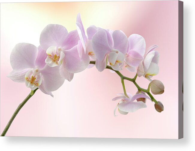 Plant Stem Acrylic Print featuring the photograph Orchid by Pixhook