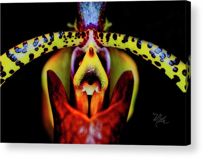 Orchid Acrylic Print featuring the photograph Orchid Study Six by Meta Gatschenberger