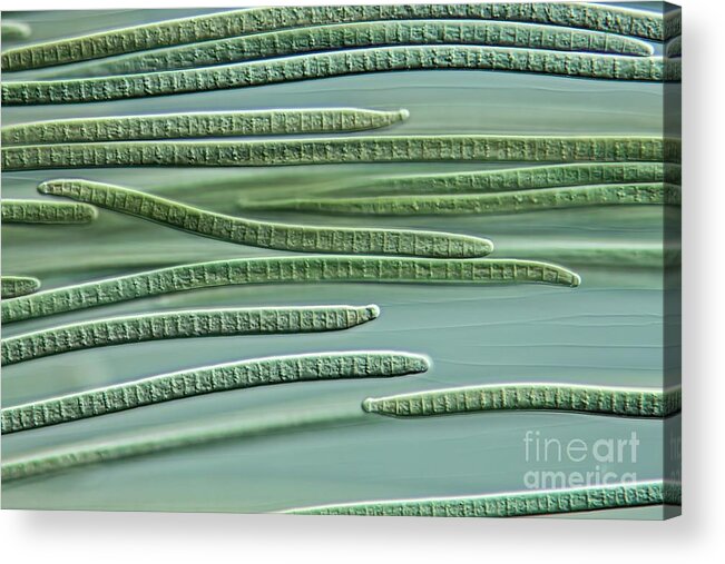 Alga Acrylic Print featuring the photograph Oscillatoria Cyanobacteria by Gerd Guenther/science Photo Library